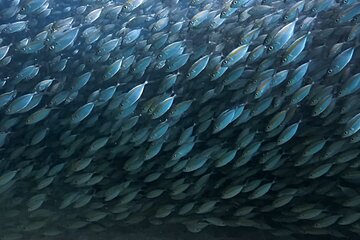 ブログ「【タオ島ダイビング】視界ゼロの魚の壁!?テルメアジの大群に巻かれる圧巻の水中世界」サムネイル画像